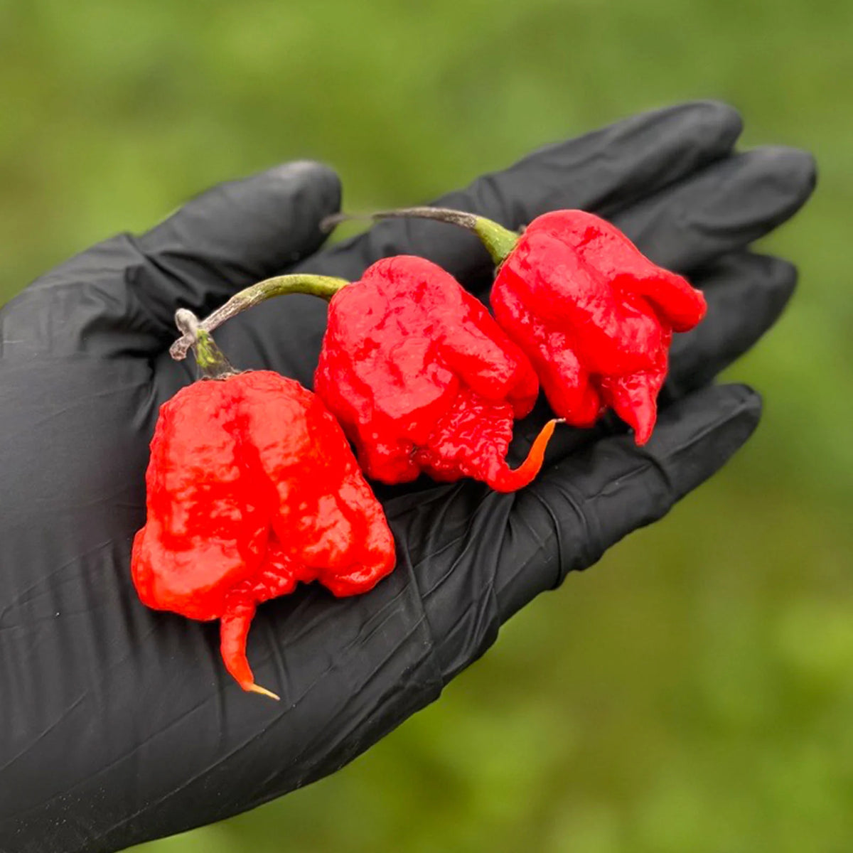 Whole Dried Carolina Reaper Pepper Pods