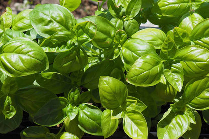 Dried Genovese Basil