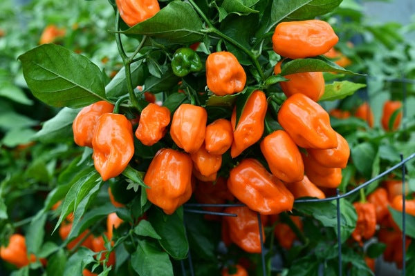 Whole Dried habanero Pepper Pods