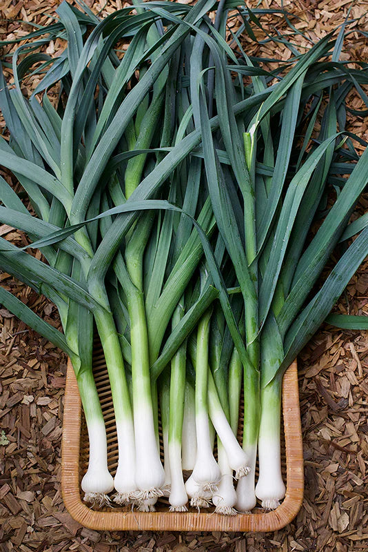 Organic Dried Leek